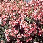 Unbranded Diascia Barberae Apricot Queen Seeds 419949.htm