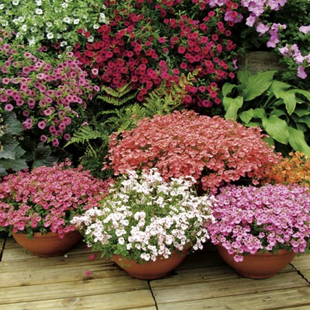 Unbranded Diascia Collection Plants Pack of 5 Pot Ready