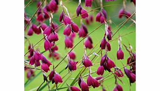 Unbranded Dierama Plant - Blackbird