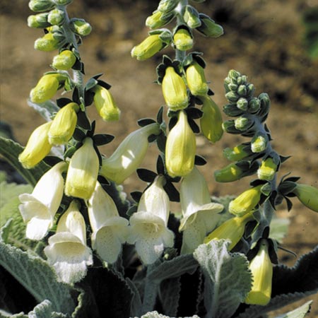 Unbranded Digitalis Carillion Seeds Average Seeds 120