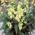 Unbranded Digitalis Dwarf Primrose Bells Seeds 425754.htm