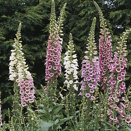 Unbranded Digitalis Excelsior Strain Seeds Average Seeds