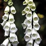 Unbranded Digitalis Snow Thimble Seeds