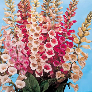 Unbranded Digitalis Speckled Spires Foxglove Seeds