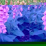 Unbranded Digitalis Strawberry Fayre Seeds 425649.htm