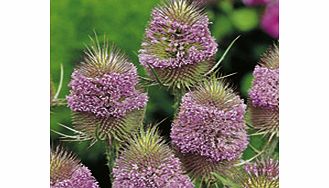 Unbranded Dipsacus fullonum Plant