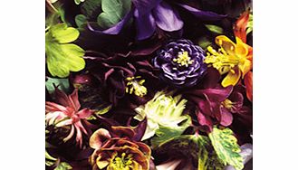 Unbranded Dobies Flower Seed Collection - Cottage Garden
