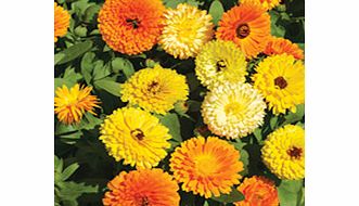 Unbranded Dobies Flower Seed Collection - July-August