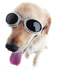 Unbranded Doggles (ILS Medium Champagne)