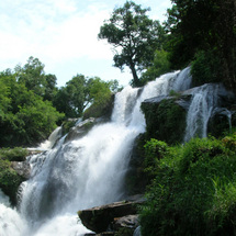 Doi Intanon National Park - Adult