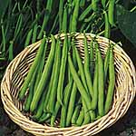 Unbranded Dwarf French Bean Ferrari Plants 481611.htm