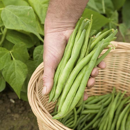 Unbranded Dwarf French Bean Tendergreen Seeds Average