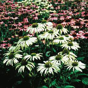 Unbranded Echinacea Lustre Hybrids Seeds