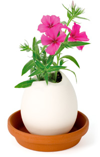 Unbranded Egglings (Phlox)