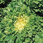 Unbranded Endive Natacha Seeds 435051.htm