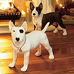 English Bull Terrier