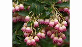 Unbranded Enkianthus Plant - Campanulatus