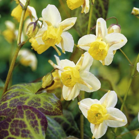 Unbranded Epimedium Sulphureum Pack of 1 Bare Root