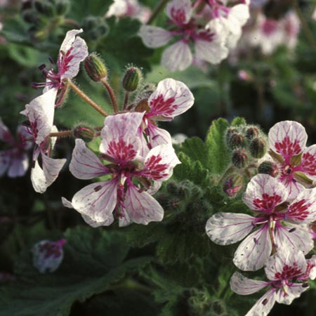 Unbranded Erodium Pelargoniiflorum Seeds 10 Seeds