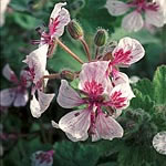Unbranded Erodium Pelargoniiflorum Seeds 425827.htm