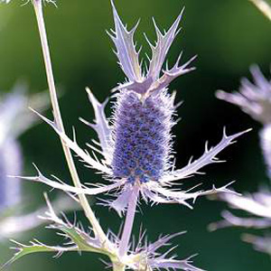 Unbranded Eryngium Leavenworthii Seeds