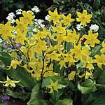 Unbranded Erythronium Pagoda