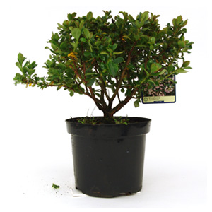 Unbranded Escallonia Apple Blossom Escallonia