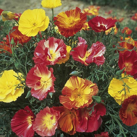 Unbranded Eschscholzia Thai Silk Mixed Seeds Average Seeds