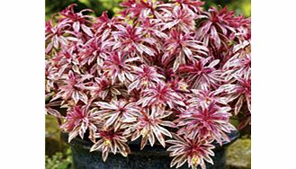 Unbranded Euphorbia Plant - Frosted Flame