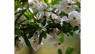 Unbranded Exochorda x Macrantha Plant - The Bride