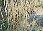 Feather Reed Grass
