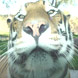 Feeding big cats by hand is normally a suicidal pursuit but this time you can get as close as you