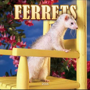 Ferrets Calendar