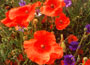 Field Poppy