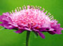 Field Scabious