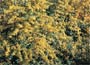 Firethorn (syn. Pyracantha Saphyr Yellow)