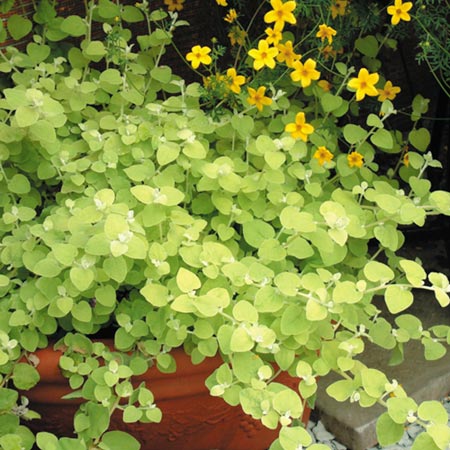 Unbranded Foliage Plants - Helichrysum Gold Pack of 6 Pot
