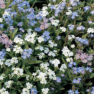 Unbranded Forget-Me-Not Bobo Mixed Seeds