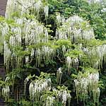 Unbranded Fragrant Climbing Collection Plants