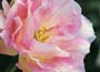 Fragrant Double Tulips