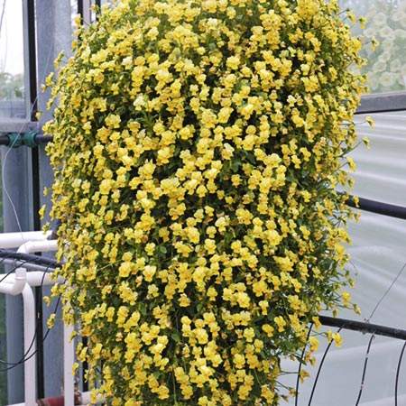 Unbranded Friolinaandreg; Cascadiz Plants Pack of 10 Pot
