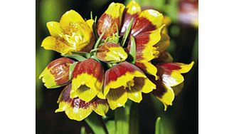 Unbranded Fritillaria Bulbs - Michailovskyi