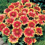 Unbranded Gaillardia Arizona Sun Plants 478071.htm