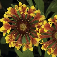 Unbranded Gaillardia Fanfare Plants