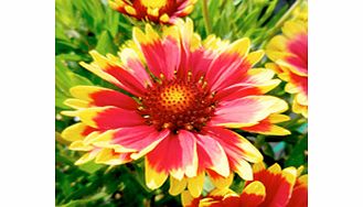 Unbranded Gaillardia Plant - Cutie