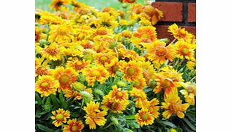 Unbranded Gaillardia Plants - Mesa Peach