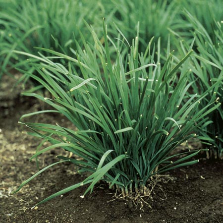 Unbranded Garlic Chives Seeds Average Seeds 90