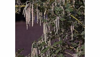 Unbranded Garrya Plant - Elliptica