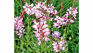 Unbranded Gaura lindheimeri Plant - Freefolk Rosy