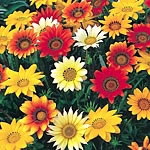 Unbranded Gazania Daybreak Easiplants 455121.htm